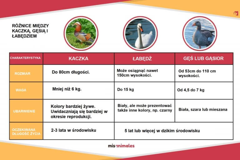 Różnice pomiędzy kaczką, gęsią i łabędziem.