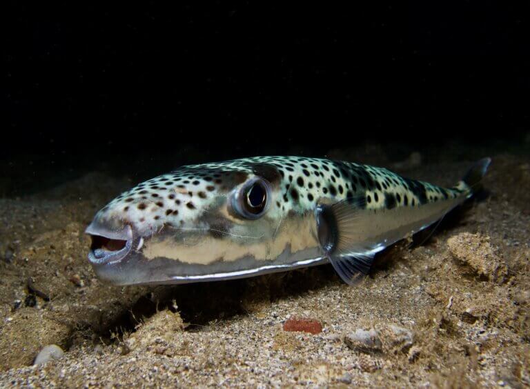 Ryba, najbardziej niebezpiecznych zwierząt.