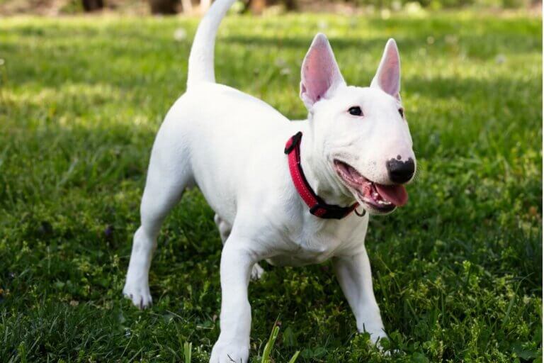 Miniaturowy bullterrier