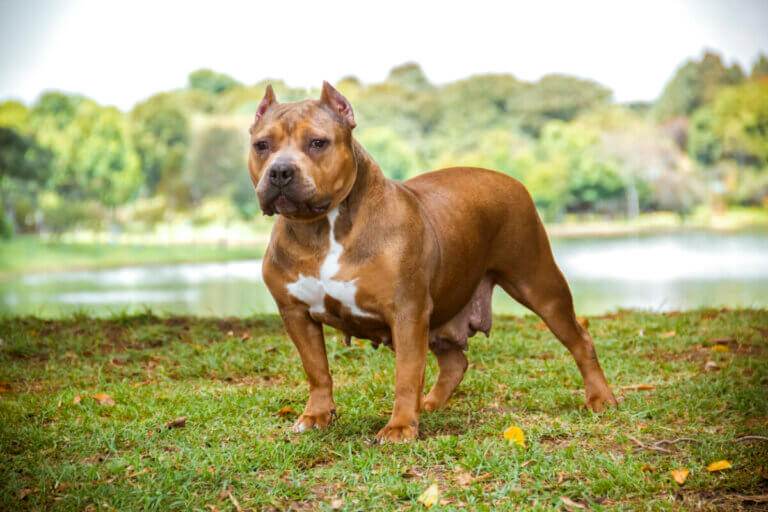 American bully