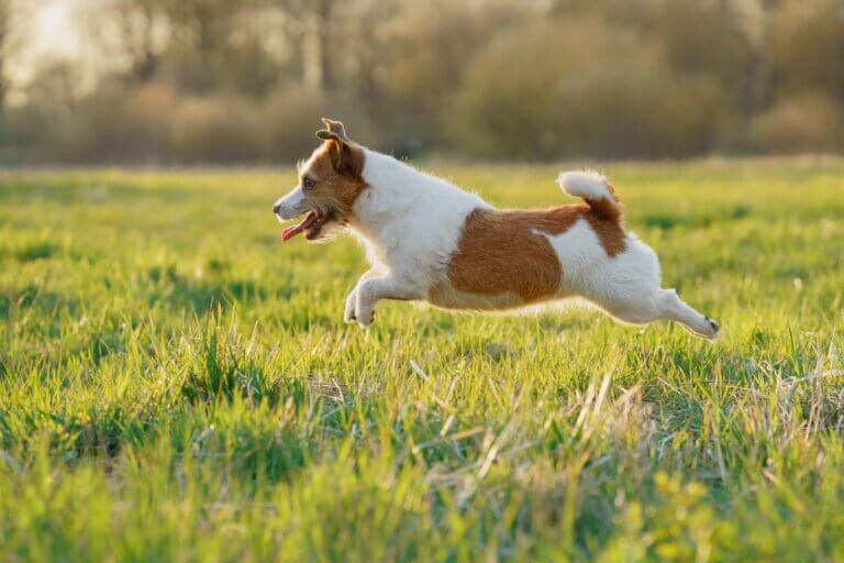 Jack russell terrier
