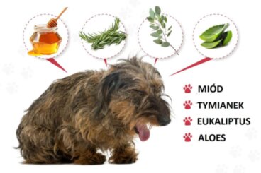 9 domowych sposobów na kaszel kenelowy