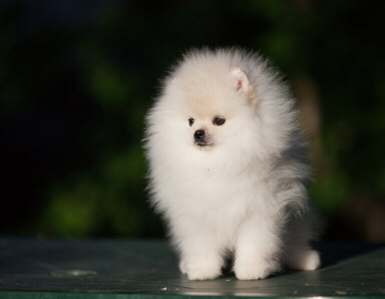 Pomerania