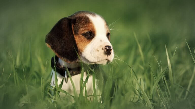 Beagle piesek teacup