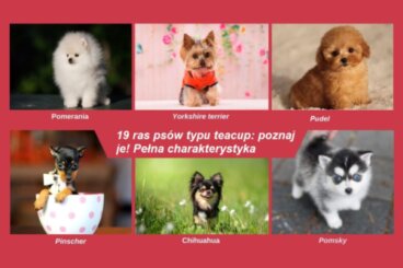 19 ras czworonogów teacup: charakterystyka i pielęgnacja