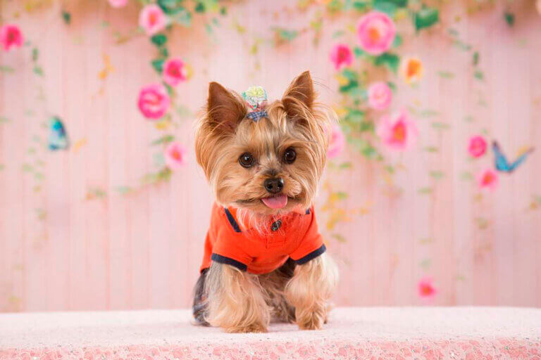 Yorkshire terrier