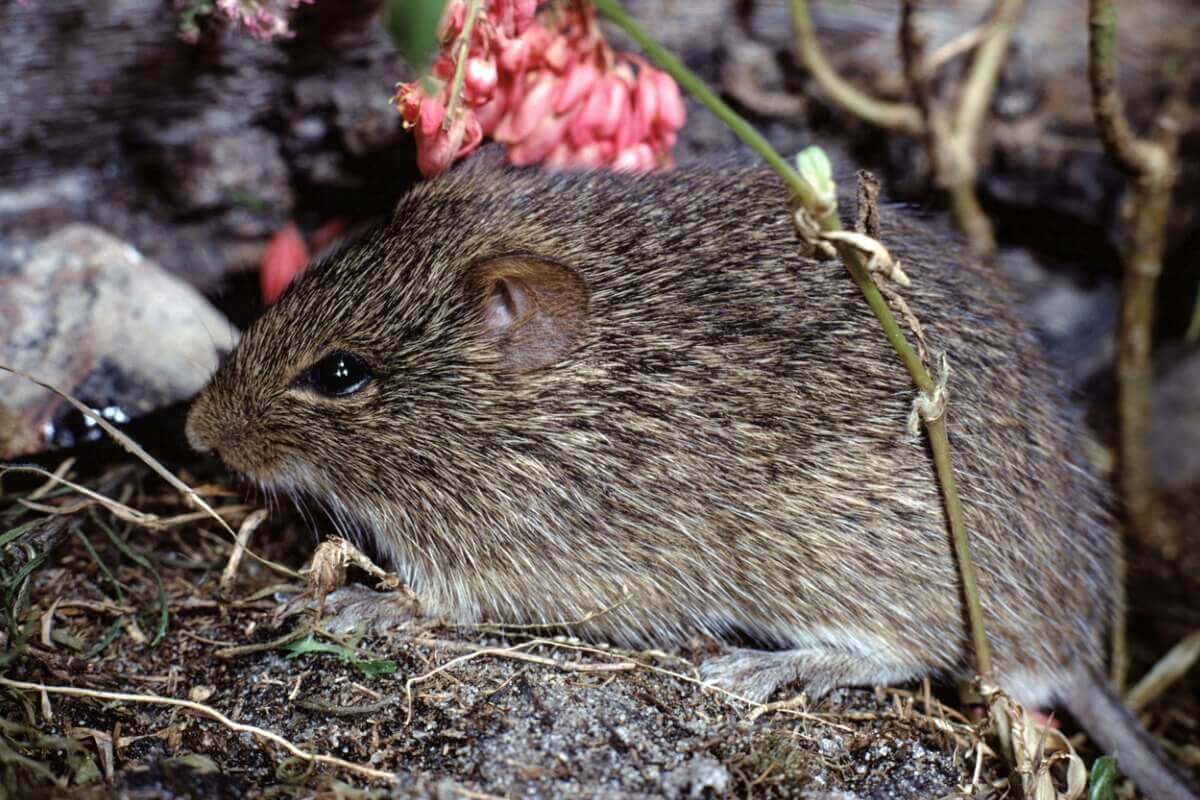 Bawełniak szczeciniasty