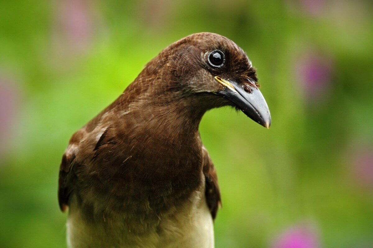 Brązowronka, wśród zwierząt atakujących uprawy rolne..