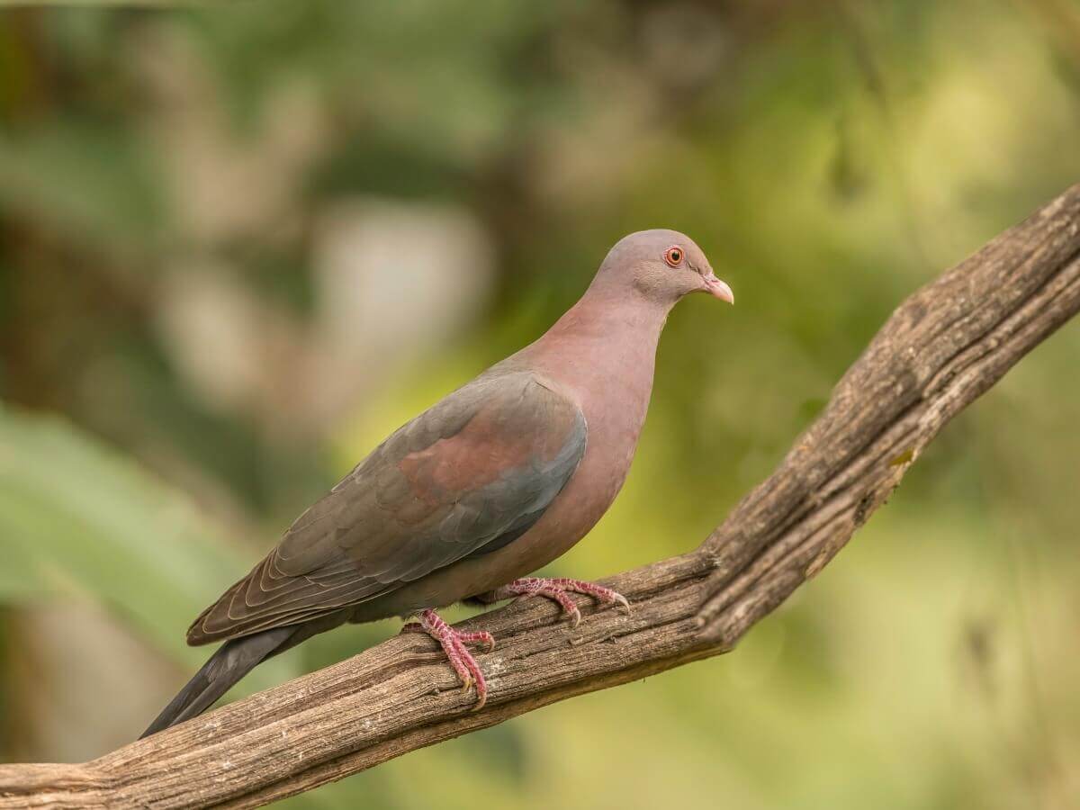 Gołąb czerwonodzioby