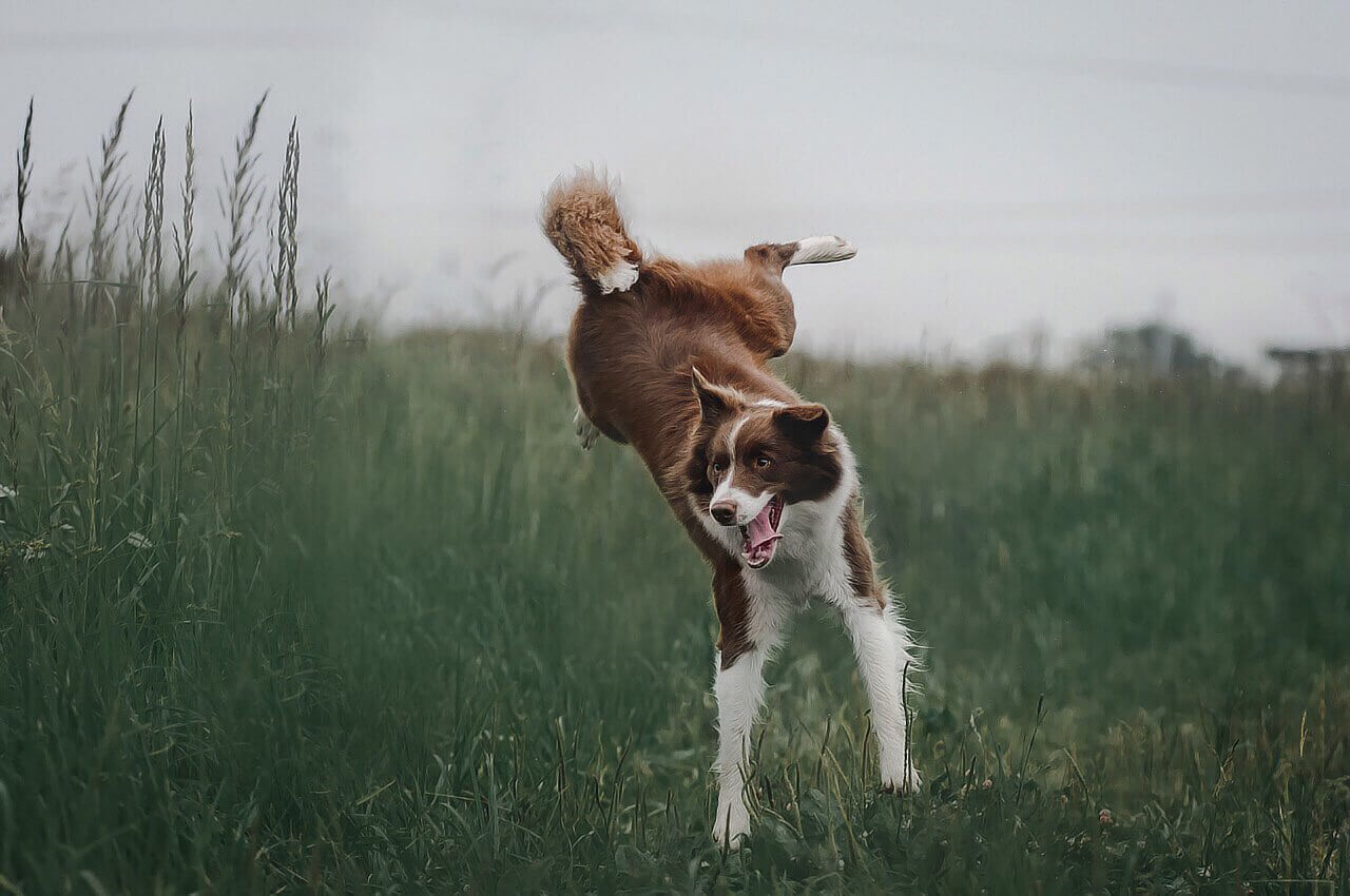 Border collie biega
