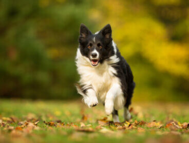 Border collie: dowiedz się, w jakim wieku się uspokaja