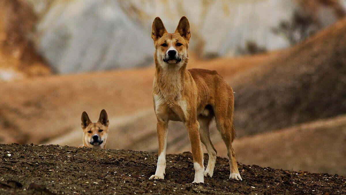 dingo
