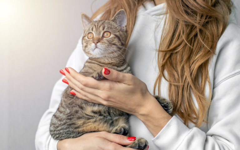 Jak prawidłowo trzymać kota, według eksperta