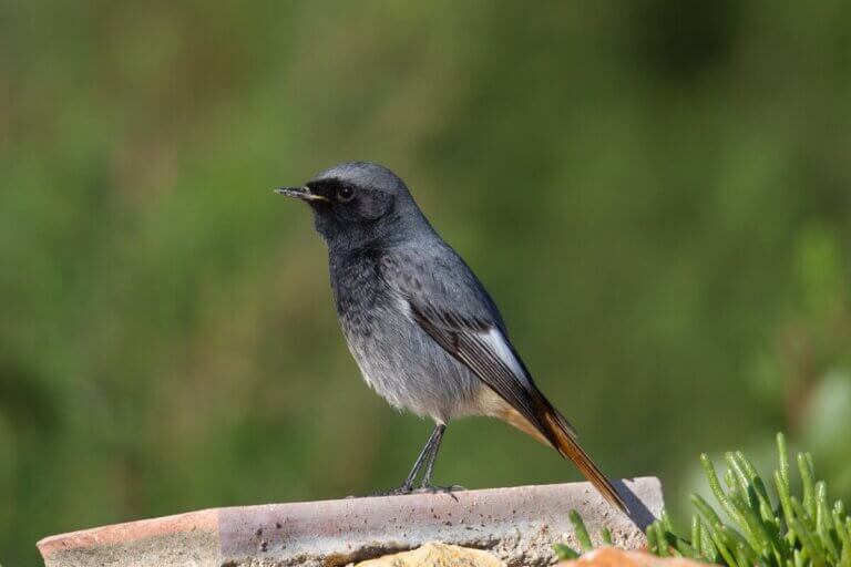 Kopciuszek, jeden z ptaków w Hiszpanii.