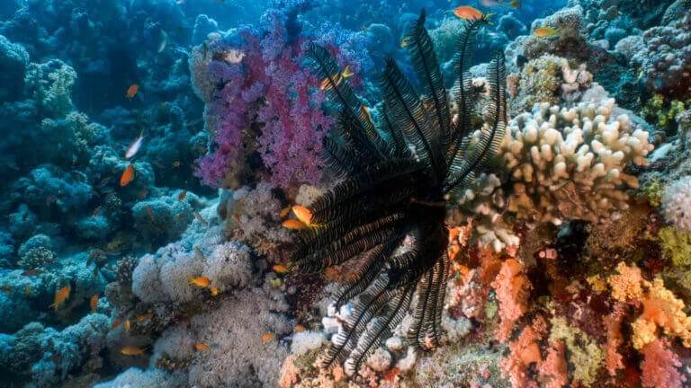 Liliowce morskie, prehistoryczne zwierzęta.