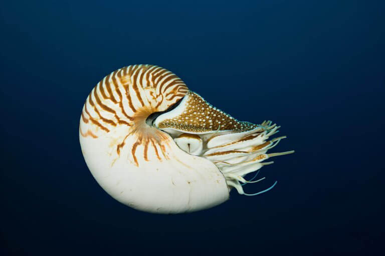 Nautilus pompilus, prehistoryczne zwierzęta.
