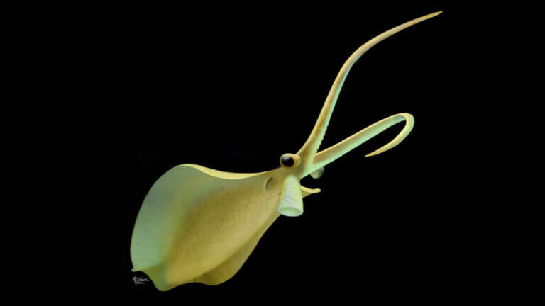 Nectocaris, prehistoryczne zwierzęta.