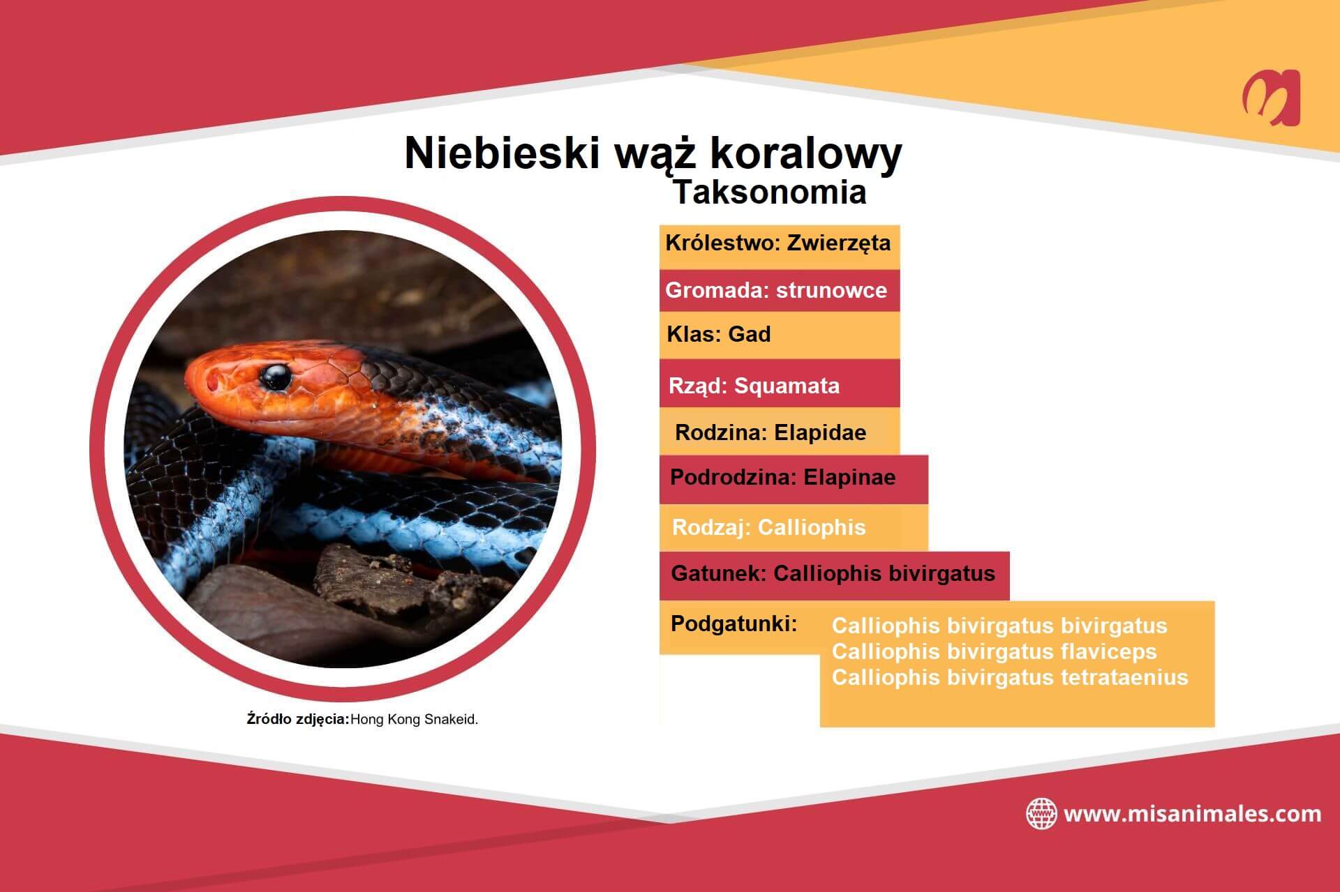 Niebieski wąż koralowy