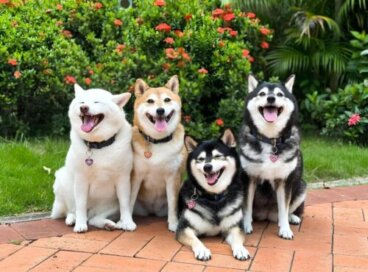 Więcej niż rudy: 5 odcieni "shiba inu"