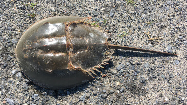 SkrzypŁocz, prehistoryczne zwierzęta.