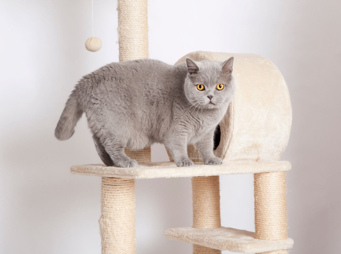 Pulchny kot. Nadwaga u kotów.